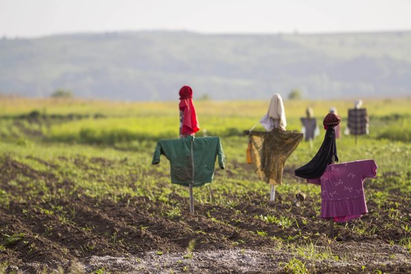 Effaroucheur pigeon : quels sont les dispositifs à privilégier ?