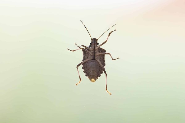 Qui contacter pour vous débarrasser des punaises de lit ?